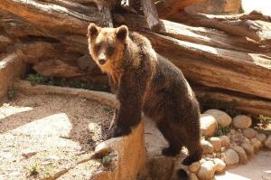 barcelona-zoo-bear